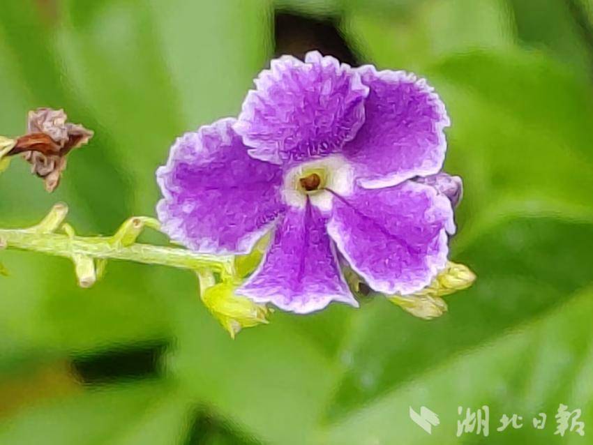 大满惯水果机